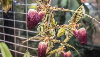 Biljka kojoj je potrebno do 15 godina da procveta i može vredeti više od 5.000 €