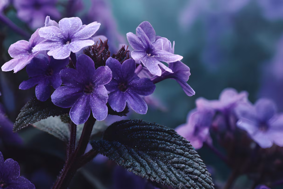 Ni lavanda ni jasmin: biljka koja miriše na vanilu, a koju u Srbiji skoro niko ne poznaje