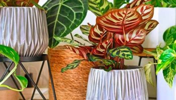 Ovo su tri sobne biljke koje su vam potrebne u kući da biste zaboravili na prašinu, prema rečima stručnjaka za baštovanstvo