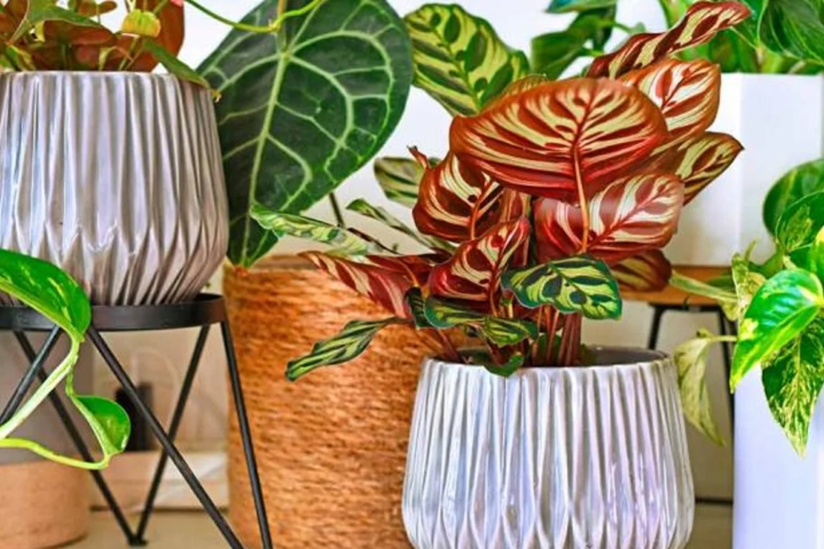 Ovo su tri sobne biljke koje su vam potrebne u kući da biste zaboravili na prašinu, prema rečima stručnjaka za baštovanstvo