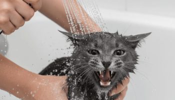 Da li mačke umeju da se uvrede i kako da im se pravilno izvinite