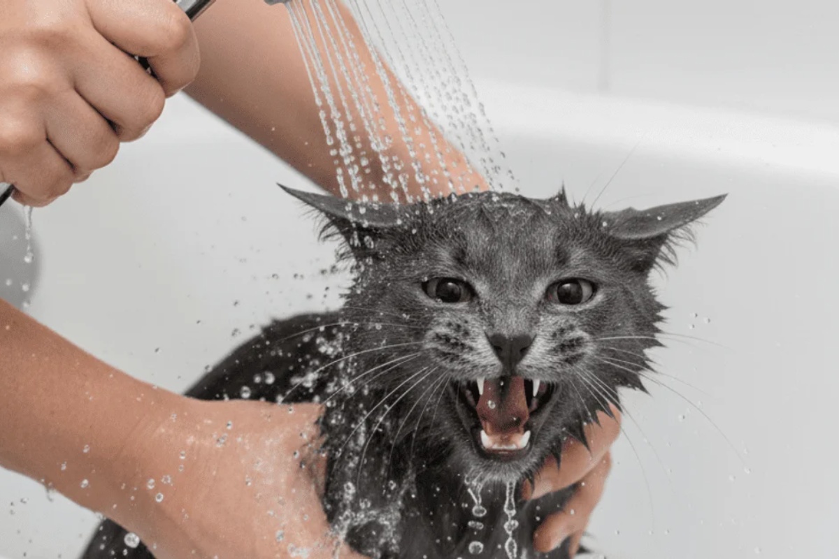 Da li mačke umeju da se uvrede i kako da im se pravilno izvinite