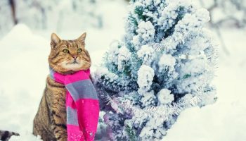 Kako spasiti životinje od zimske opasnosti: Zaštitnici životinja otkrili jednostavne načine pomoći na ulici