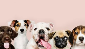 Veterinar tvrdi: „Postoje rase pasa koje su osuđene na patnju“