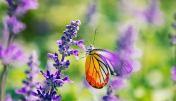 Ako imate meksičku žalfiju, imate pravo blago: kako je posaditi u bašti da bi bila puna leptira