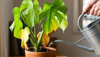 Greška pri zalivanju sobnih biljaka koja ih ubija: kako da je izbegnete i podstaknete cvetanje