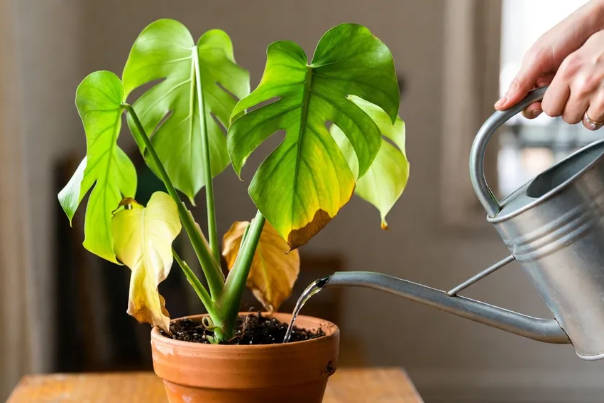 Greška pri zalivanju sobnih biljaka koja ih ubija: kako da je izbegnete i podstaknete cvetanje