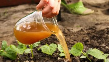 Ne bacajte ga, to je zlato: Tečno đubrivo koje svakodnevno odlazi niz odvod