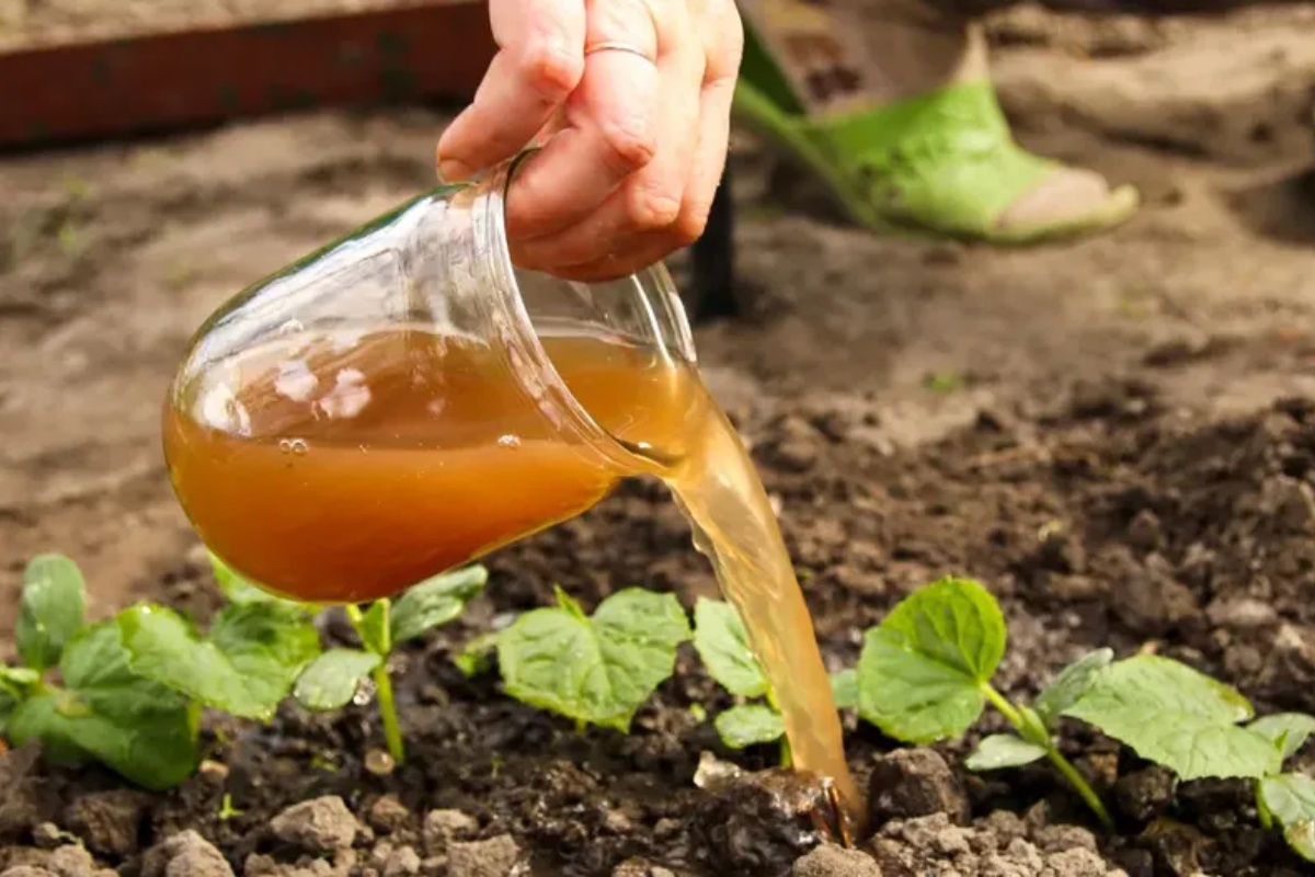 Ne bacajte ga, to je zlato: Tečno đubrivo koje svakodnevno odlazi niz odvod