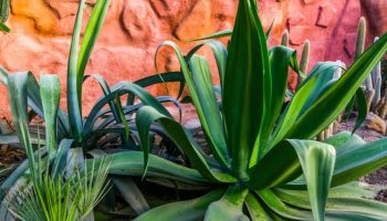 Bašta bez zalivanja: otporne biljke koje preživljavaju sušu i ulepšavaju vaš dom