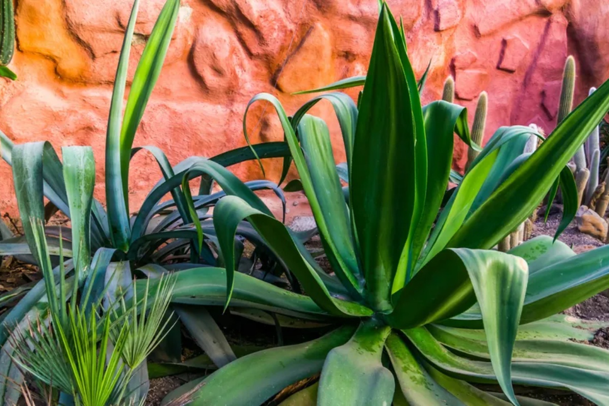 Bašta bez zalivanja: otporne biljke koje preživljavaju sušu i ulepšavaju vaš dom