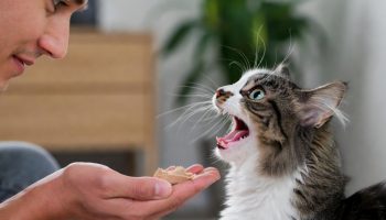 Davanje tunjevine mački: zašto je dobro i koliko često to raditi