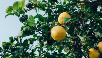 Šta uraditi ako se vaš limun osuši tokom leta i kako ga oživeti