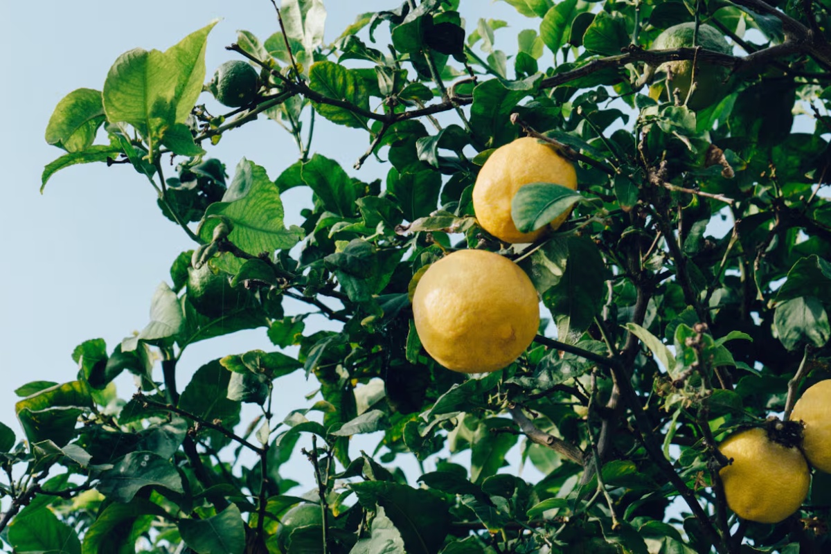 Šta uraditi ako se vaš limun osuši tokom leta i kako ga oživeti