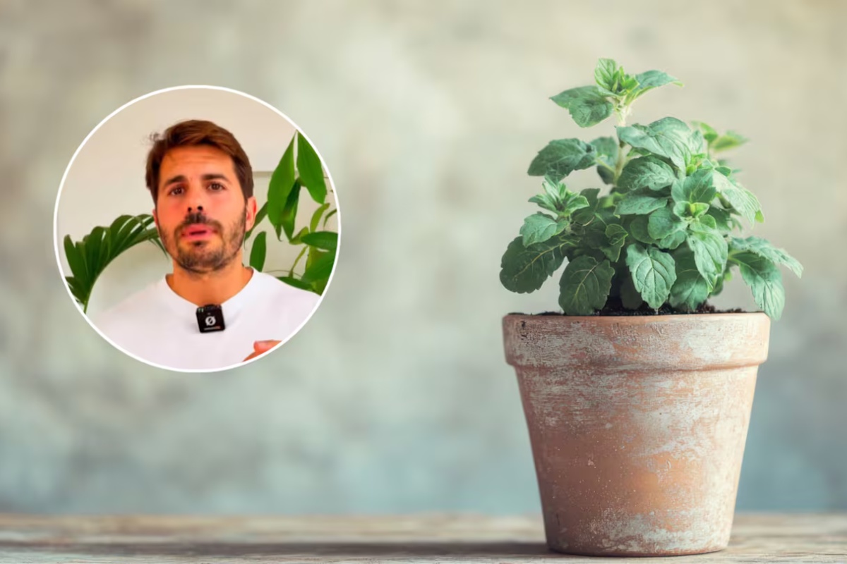 Alvaro Pedrera, stručnjak za biljke: „Ako ne čistite lišće, teže im je da obavljaju fotosintezu“