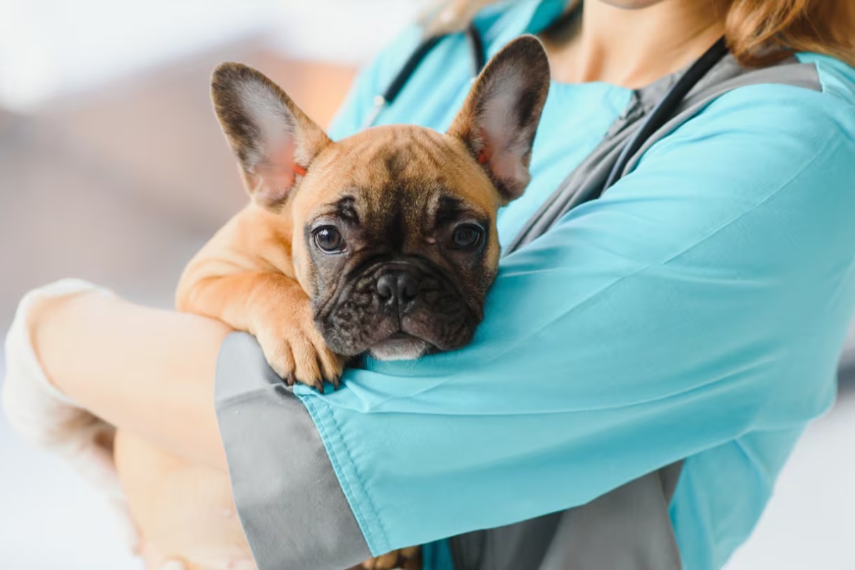 Stručnjak kaže: tri znaka vašeg psa koji ukazuju na bolove u zglobovima