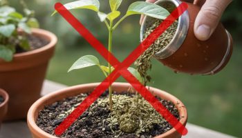 Svi to rade, ali je pogrešno: zašto ne treba bacati ostatke mate čaja u zemlju za biljke