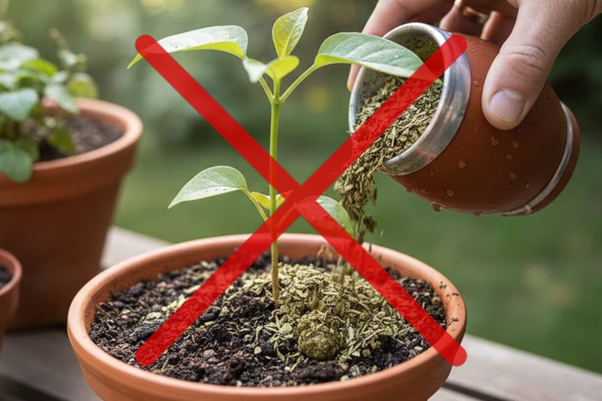 Svi to rade, ali je pogrešno: zašto ne treba bacati ostatke mate čaja u zemlju za biljke