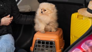 Odmor sa kućnim ljubimcima: šta treba uzeti u obzir za odgovorno putovanje autobusima i vozovima