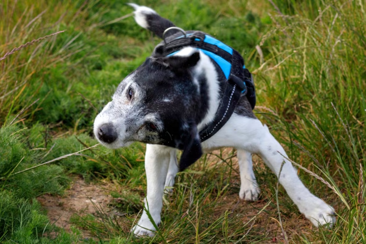 Šta znači kada vaš pas trese glavom, prema rečima veterinara