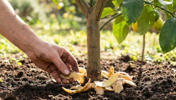 Stavljanje ljuske krompira u zemlju limuna: koje su prednosti i čemu služi
