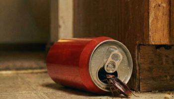 Zbogom bubašvabama: Kako napraviti domaću zamku uz pomoć limenke soka