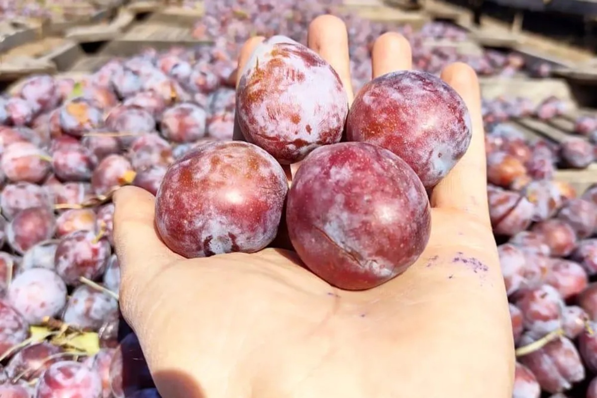 Ne bacajte ih: zašto recikliranje koštica šljiva može biti ključno za vaš dom