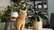 3 sobne biljke koje mačke obožavaju: nisu toksične