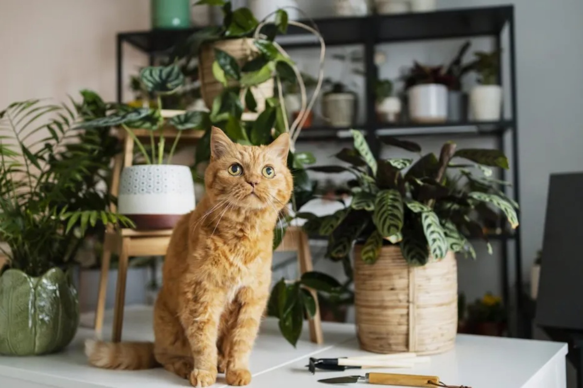 3 sobne biljke koje mačke obožavaju: nisu toksične