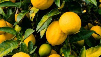 Čemu služi posipanje sirovog pirinča u zemljište oko limuna i koje su prednosti