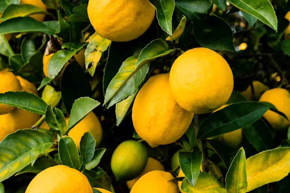 Čemu služi posipanje sirovog pirinča u zemljište oko limuna i koje su prednosti