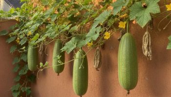 Ni bršljan ni penjući fikus: puzavica koja raste za manje od 6 meseci i daje prirodne sunđere