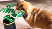 3 sobne biljke koje psi vole, prema mišljenju veterinara