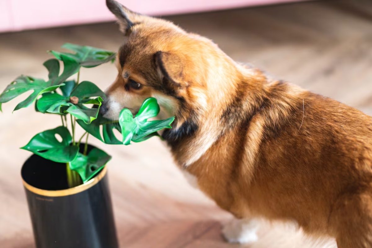 3 sobne biljke koje psi vole, prema mišljenju veterinara
