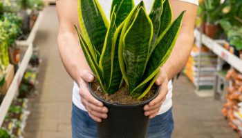 Ni hortenzije ni sukulenti: 5 idealnih terapeutskih biljaka za leto