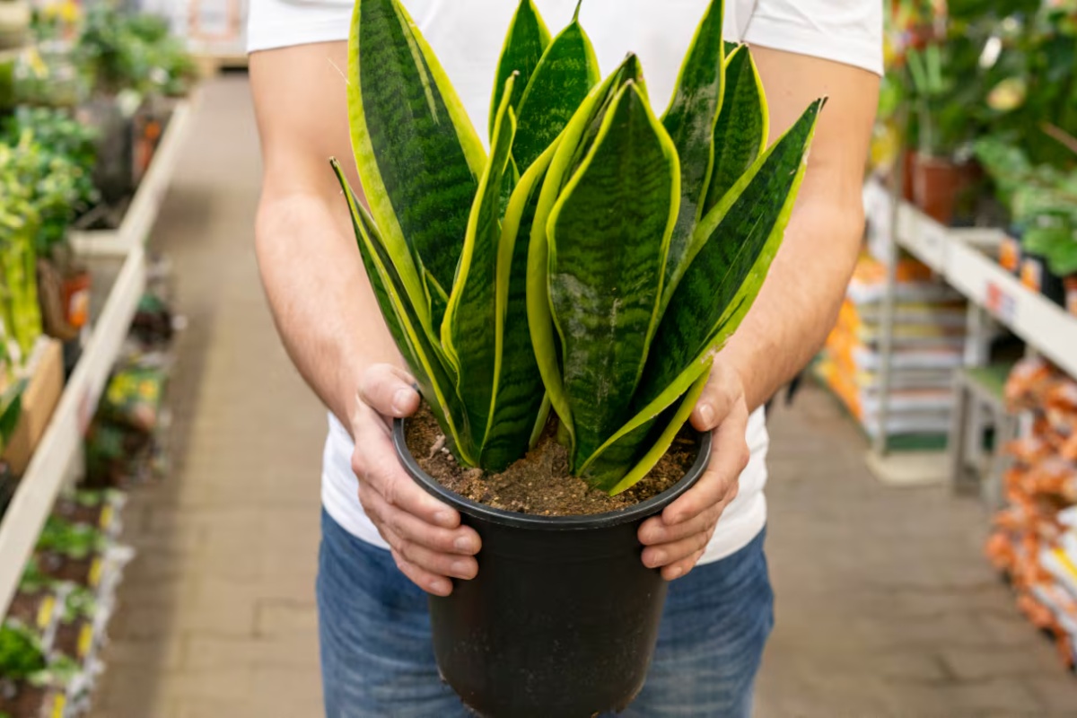 Ni hortenzije ni sukulenti: 5 idealnih terapeutskih biljaka za leto