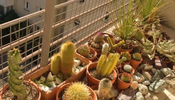Nije samo za ukras: šta znači staviti kaktus na balkon