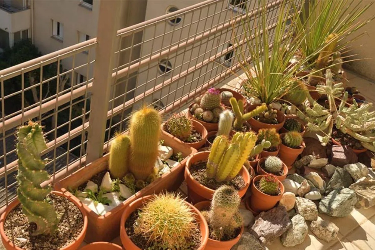 Nije samo za ukras: šta znači staviti kaktus na balkon