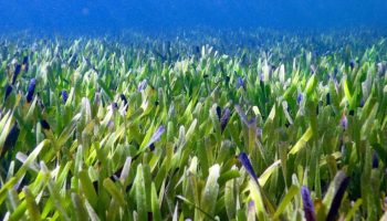 Neverovatno otkriće: živo biće koje je veće od Buenos Ajresa i staro je 4500 godina