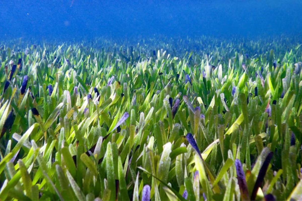 Neverovatno otkriće: živo biće koje je veće od Buenos Ajresa i staro je 4500 godina