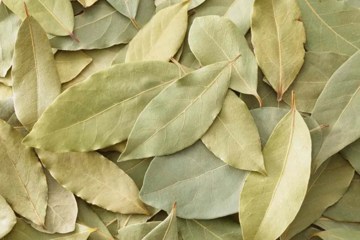 Mešanje lovorovog lista i sode bikarbone: čemu služi i zašto se preporučuje