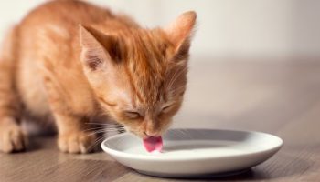 Šta se dešava u telu vaše mačke ako pije mleko svaki dan, prema nauci