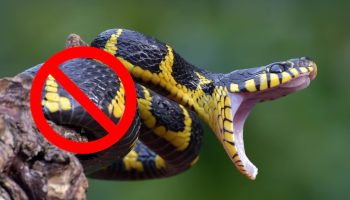 Ni boa ni piton: ovo je najsmrtonosnija zmija na svetu i njen otrov ubija u skoro 100% slučajeva