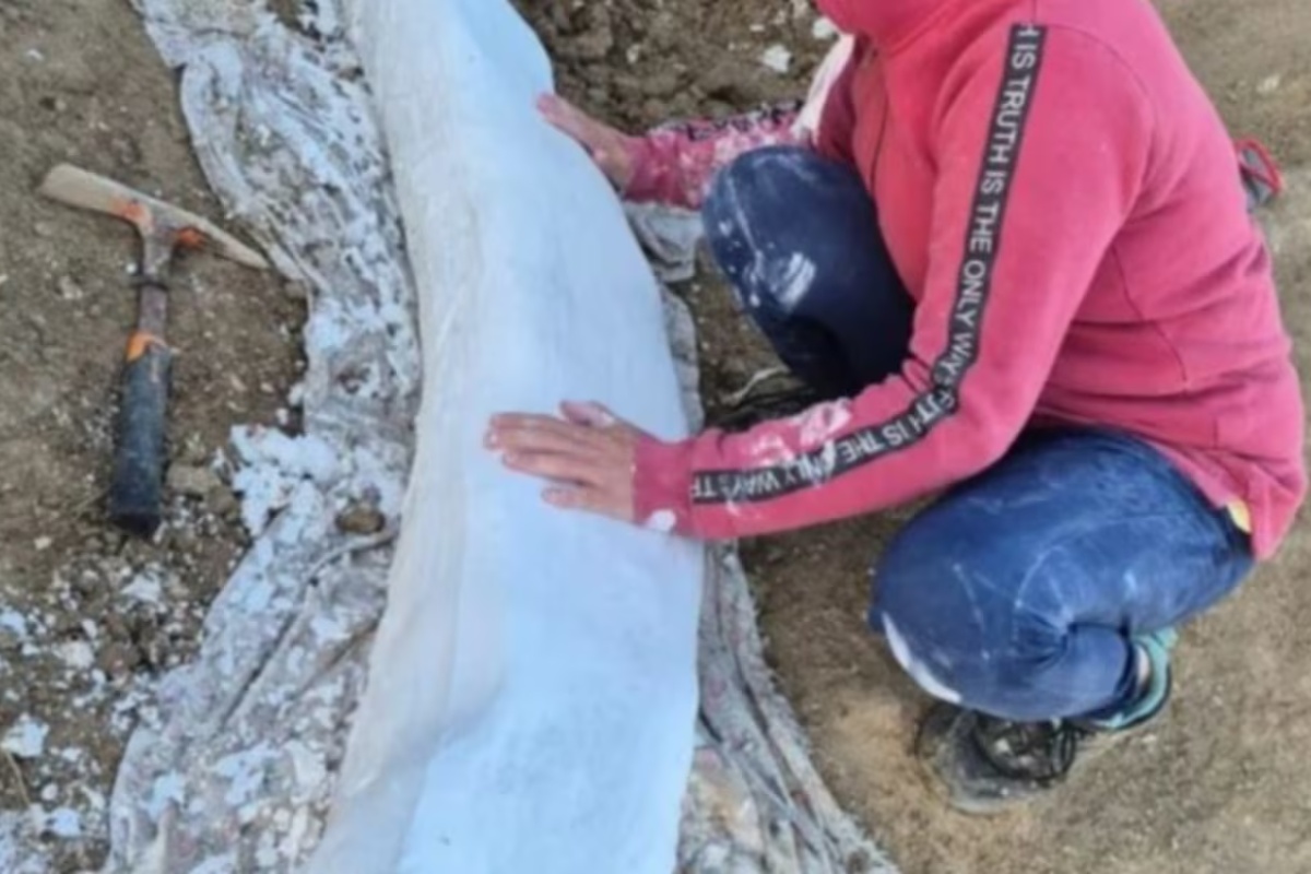 Neverovatno otkriće u Miramaru: pronađen fosil praistorijskog slona starog više od 100 hiljada godina