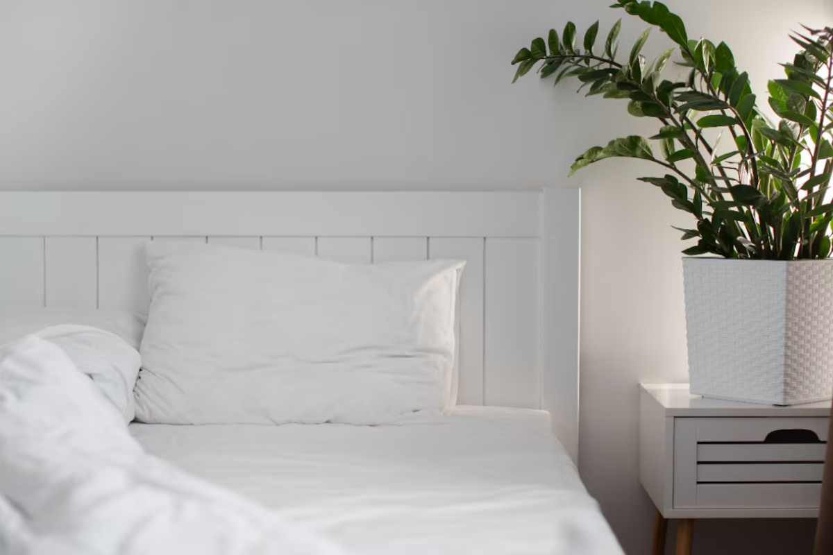 Ni sukulenti ni potos: Koje biljke pomažu da bolje spavate