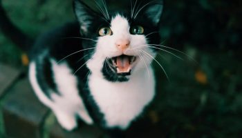 Francuski mačak koji je prešao 250 kilometara iz Španije da bi se vratio kući