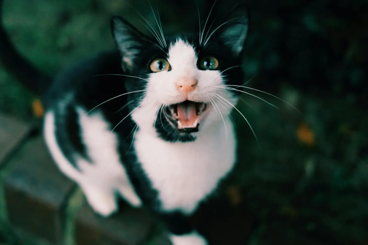 Francuski mačak koji je prešao 250 kilometara iz Španije da bi se vratio kući