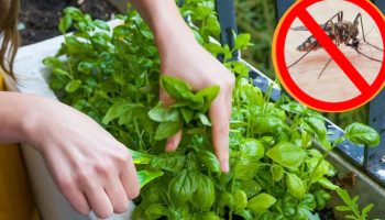 Ova biljka odbija komarce u zatvorenom prostoru i skoro da joj ne treba sunce