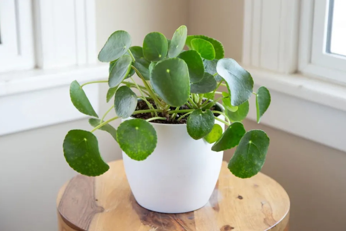 Gde smestiti biljku novca unutar kuće kako biste odmah privukli bogatstvo