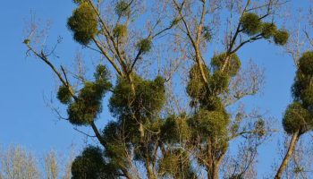 Svi su ih videli, ali malo ko zna šta su: Zašto se na drveću pojavljuju čudne zelene kugle